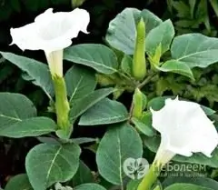 Datura almindelig