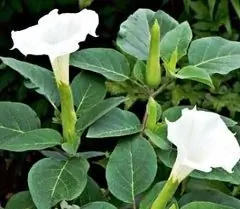 Datura Tavaline - Raviomadused, Eelised, Vastunäidustused