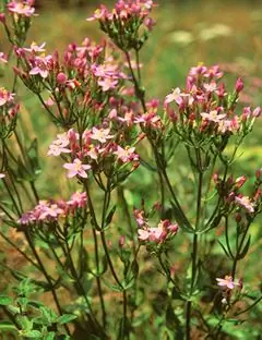 Centaury - Užitečné Vlastnosti, Použití Pro Alkoholismus