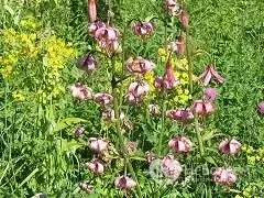 Curly lily - bulbous plant