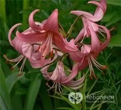 La infusión de flores de lirio rizado es un buen sedante