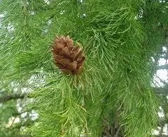 Siberian Larch - Useful Properties, The Use Of Resin