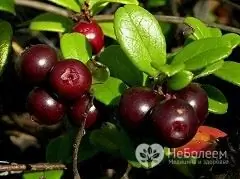 Hojas de arándano rojo