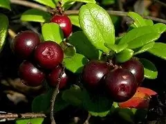 Lingonberry Blade - Egenskaber, Brug Under Graviditet