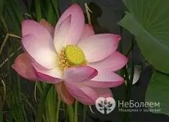 Les fleurs du lotus de noix sont utilisées avec succès en cosmétologie