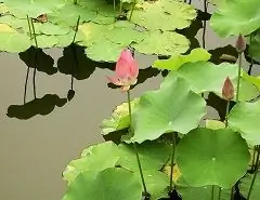 Nut Lotus - Nyttige Egenskaper, Applikasjon, Indikasjoner