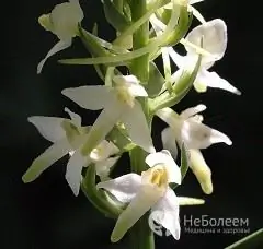 Lyubka de duas folhas - uma erva perene da família das orquídeas