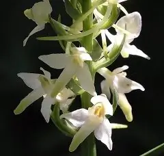 Lubka Dvilapis - Naudingos Savybės, Naudojimas, Indikacijos