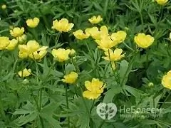 Acid buttercup - plant of the buttercup family