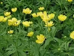 Caustic Buttercup - Sifat, Aplikasi, Indikasi Yang Berguna