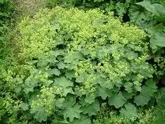 Közönséges Mandzsetta - Tulajdonságok, Alkalmazás, Vélemények