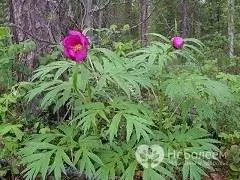 La racine de Maryin est une plante sauvage qui pousse en Sibérie orientale