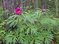 Maryin Root - Užitečné Vlastnosti, Aplikace, Indikace