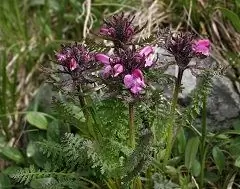 Marsh Mytnik - Nützliche Eigenschaften, Anwendung, Zusammensetzung