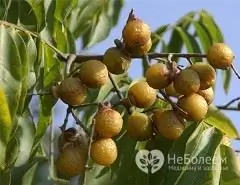 Pokok kacang sabun