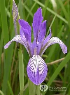 Iris blomst