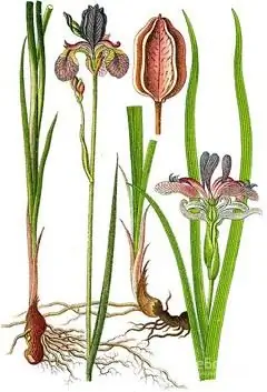 Botanical illustration of iris