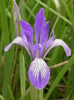 Bunga Iris - Sifat Berguna, Petunjuk Untuk Digunakan