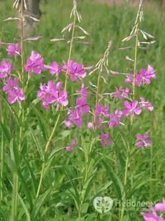 Narrow-leaved fireweed