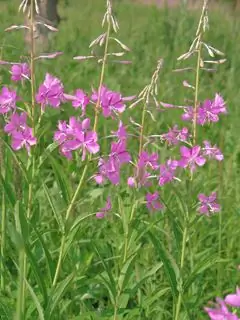 Fireweed - Koristne Lastnosti, Indikacije Za Uporabo