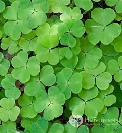 Oxalis navaden