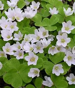 Oxalis - Hasznos Tulajdonságok, Színek Használata, Jelzések