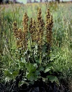 Horse Sorrel - Medicinal Properties, Indications For Use