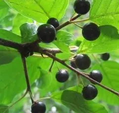 Buckthorn Bark - Useful Properties, Indications For Use