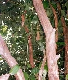 Cinnamon tree