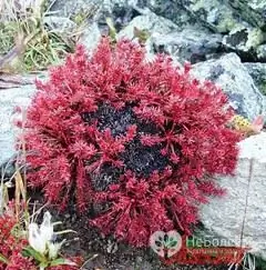 Pincel vermelho - uma planta da família da gordura