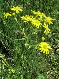 Rosenblüte - Vorteilhafte Eigenschaften, Anwendung, Indikationen