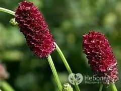 Burnet grass