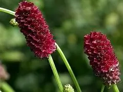 Herb Burnet Medicinal - Proprietăți, Aplicare Rădăcină