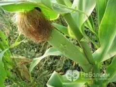 Sutra jagung di atas jagung