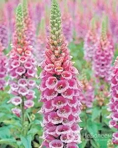 Foxglove лилаво