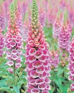 Digitalis - Užitečné Vlastnosti, Přípravky Digitalis