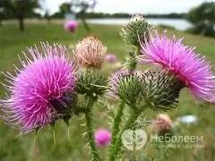 Thistle susu