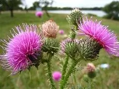 Milk Thistle - Sifat Berguna, Aplikasi, Ulasan, Komposisi