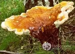 Reishi seen