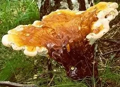 Reishi Mushroom - Properties, Use Of Tincture, Reviews