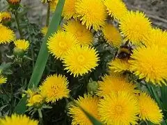 Dandelion Medicinal - Useful Properties, Description