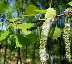 Aspen - a tree of the Willow family