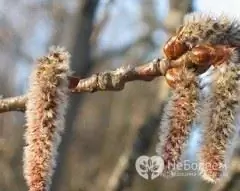 Decoctions from aspen buds are recommended for joint diseases