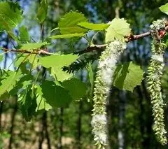 Aspen - Užitočné Vlastnosti, Použitie, Pravidlá Liečby