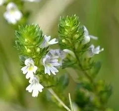 Eyebright - Eigenschappen, Toepassing, Beoordelingen, Contra-indicaties