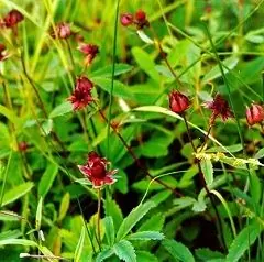 Marsh Cinquefoil - приложение, рецензии, състав и полезни свойства