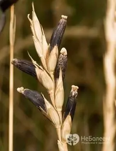 Ergot na ušesih žit