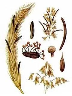 Ergot is a parasitic fungus of the ergot family