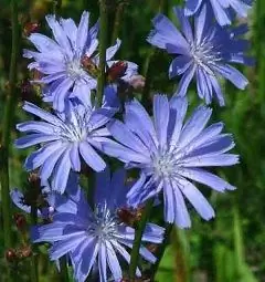 Chicory - The Benefits Of The Root, Indications For Use, Harm