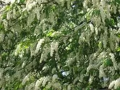 Bird Cherry Cherry Almindelig - Nyttige Egenskaber, Anvendelse